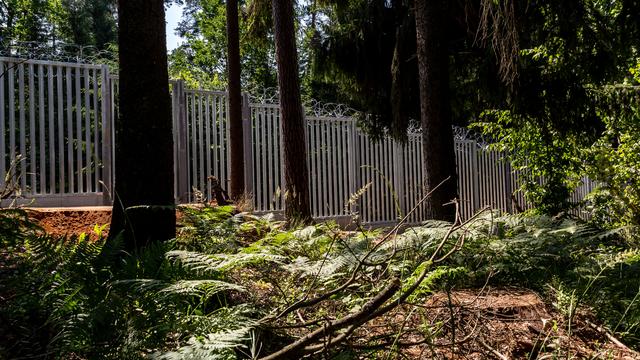 La dernière forêt primaire d'Europe balafrée par un mur frontalier entre la Pologne et la Biélorussie. [NURPHOTO VIA AFP - DOMINIKA ZARZYCKA]