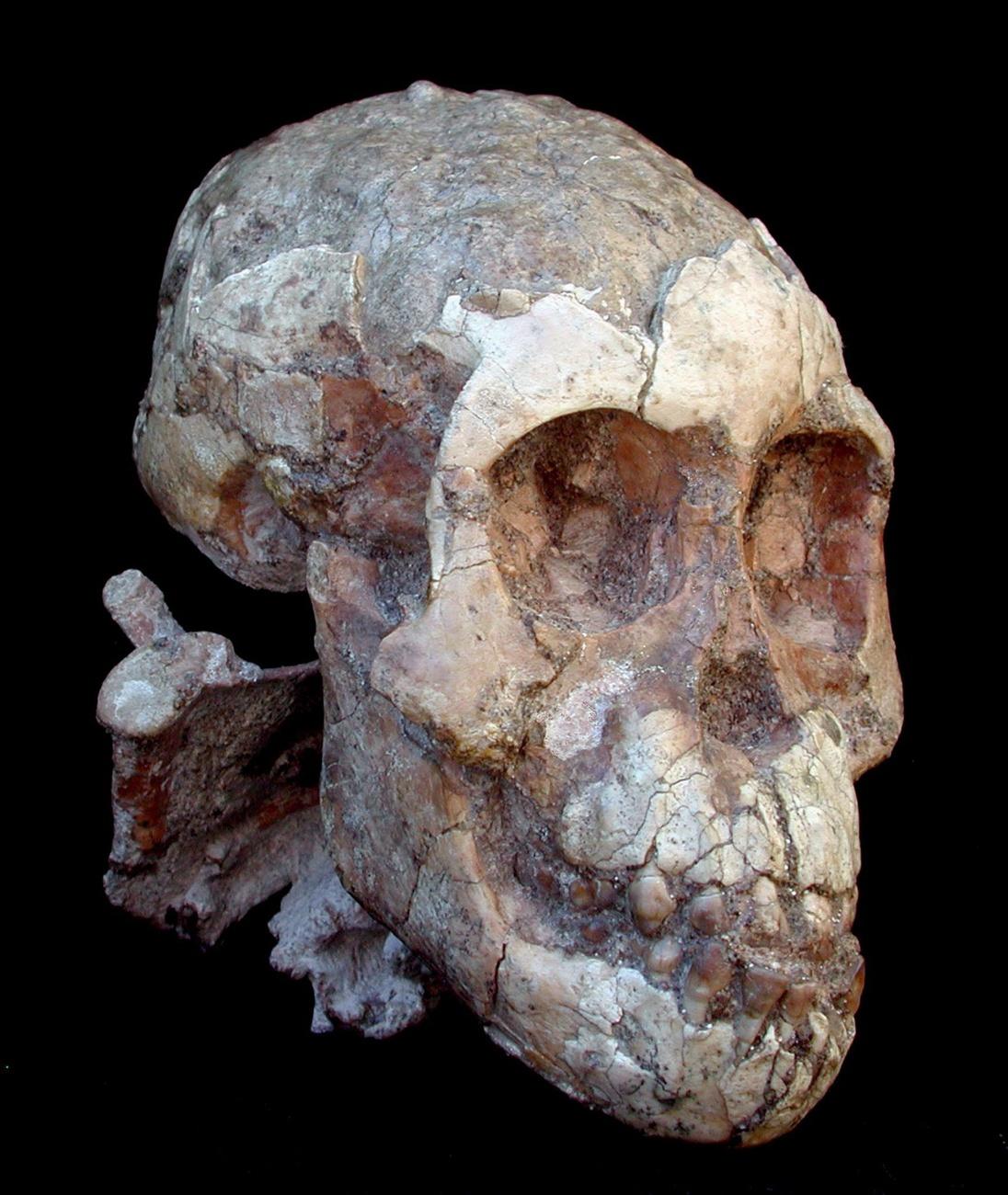 Le crâne d'une fillette Australopithecus afarensis de trois ans. Ses restes ont 3,3 millions d'années. [Keystone/epa - National Museum of Ethiopia]