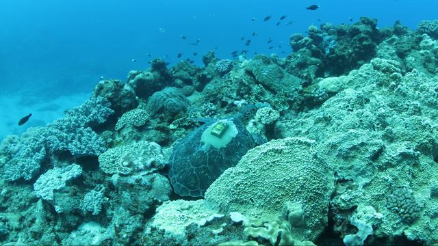 Une tortue caouane équipée d'une balise Argos après avoir été soignée par le centre Kélonia sur l'île de la Réunion. [Kélonia]