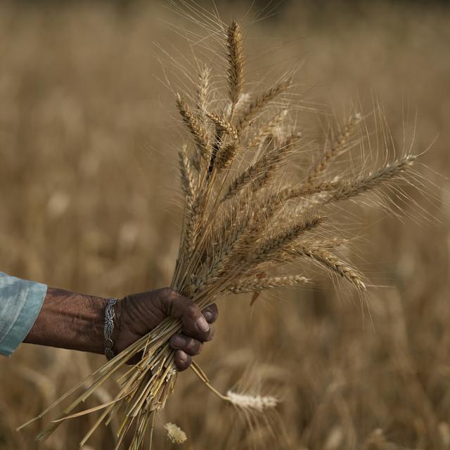 La sécurité alimentaire, l'objectif de l'OMC. [AP/Keystone - Channi Anand]