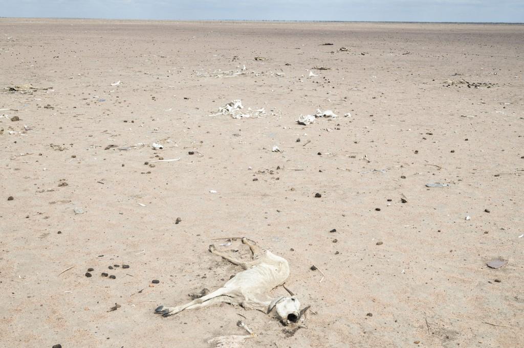 La sécheresse a détruit les cultures et provoqué une mortalité animale "anormalement" élevée. [afp - Lambert Coleman]