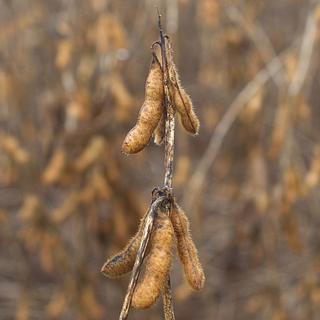 Des graines de soja sont vues dans une plantation à Tangara da Serra, dans l'État du Mato Grosso, au Brésil, mardi 27 mars 2012. [AP Photo/KEYSTONE - Andre Penner]