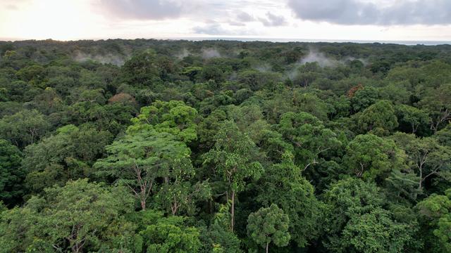 Une carte zurichoise répertorie les hauteurs des arbres autour du monde. [REUTERS - Christophe Van Der Perre]