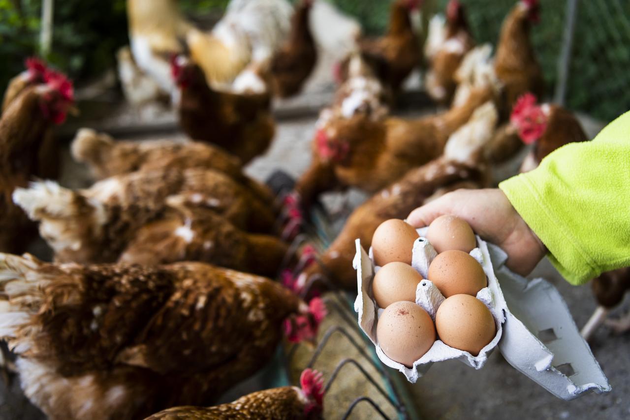 Un maraîcher montre des oeufs bio à côté de ses poules à Bavois (VD). [Keystone - Jean-Christophe Bott]