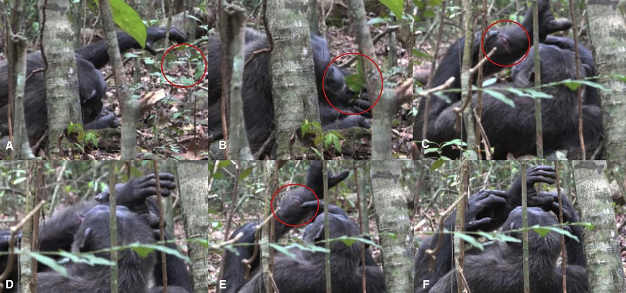 Freddy, un chimpanzé sauvage mâle adulte, attrape un insecte avec sa main gauche, le porte à sa bouche et l'applique sur une blessure avec l'index de sa main droite. [Current Biology/Elsevier Inc - Alessandra Mascaro, Lara M. Southern, Tobias Deschner, Simone Pika]