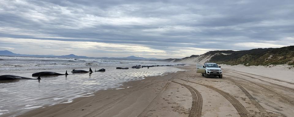 Plus de 200 dauphins-pilotes se sont échoués sur une plage de Tasmanie. [Keystone - Andrew Breen/Huon Aquaculture via AP]