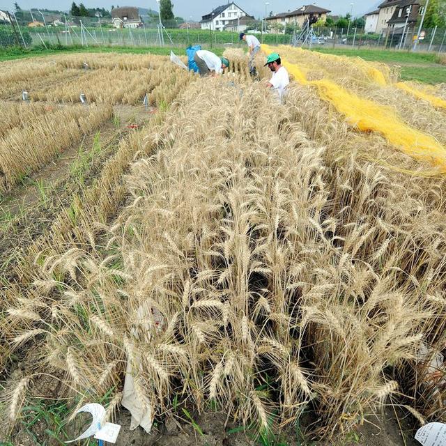 Des chercheurs et chercheuses de l'Agroscope récoltant du blé OGM cultivé à titre expérimental à Pully en 2009. [Keystone - Dominic Favre]