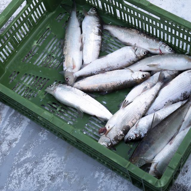 La pêche à la ligne sur des lac gelés séduit de plus en plus en Suisse [Keystone - Laurent Darbellay]