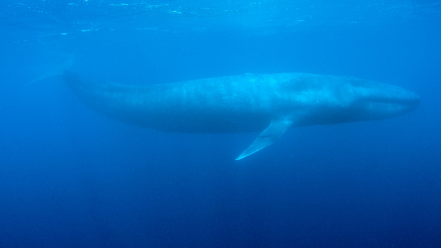 Les baleines bleues ingéraient jusqu'à 43,6 kilos de microplastiques chaque jour. [Reuters - Joshua Barton]