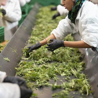 Des employés de Medropharm traitent la récolte de plantes de chanvre CBD dans une halle à Kradolf-Schoenenberg, dans le canton de Thurgovie, en Suisse, le 3 octobre 2018. [KEYSTONE - Gaetan Bally]