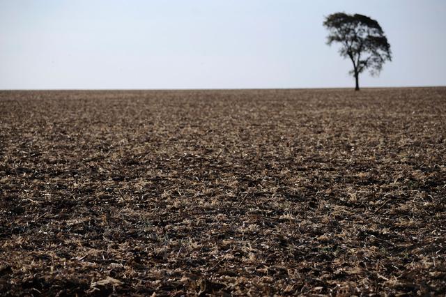 Dévastation totale sur les terres des indigènes Guarani Kaiowa. [Reuters - Lunae Parracho]