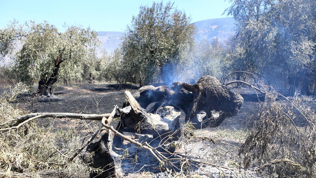 Le feu en lisière de l'oliveraie d'Amfissa, mardi 05.07.2022. [EPA/Keystone - Panagiotis Pragiannis]