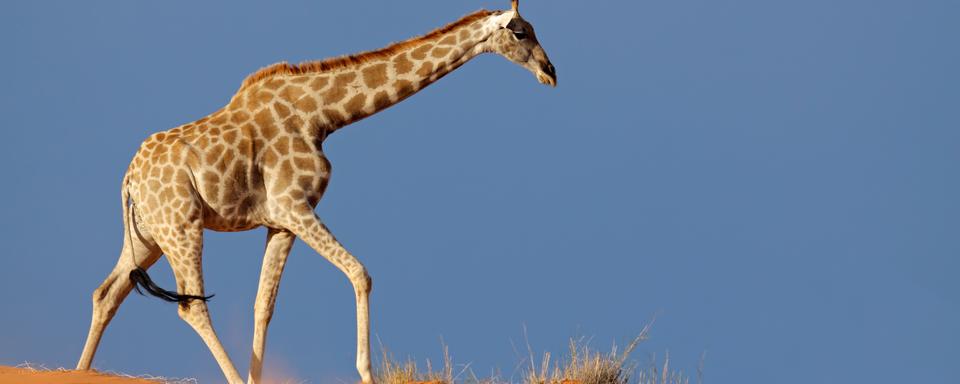 La girafe se distingue par la longueur de son cou.
EcoPic
Depositphotos [EcoPic]