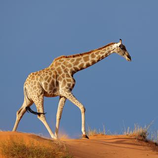 La girafe se distingue par la longueur de son cou.
EcoPic
Depositphotos [EcoPic]