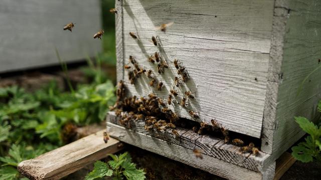Ruche d'abeilles. [AFP - Nicolas Farmine / Hans Lucas]