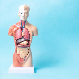 Maquette d'un homme avec des organes internes. [depositphotos - Genrix20061.mail.ru]