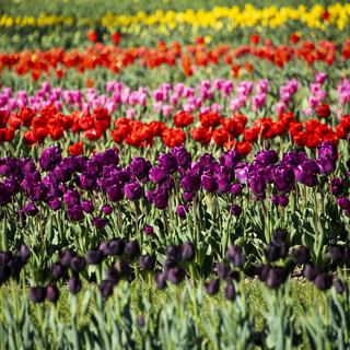 Prise de vue lors de la 50eme édition de la Fête de la Tulipe en avril 2021 à Morges. [Keystone - Jean-Christophe Bott]