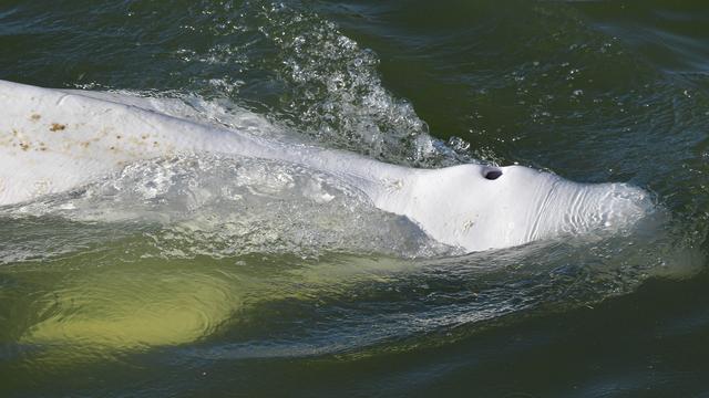 Le beluga photographié dans la Seine, le 5 août 2022. [AFP - Jean-François Monier]