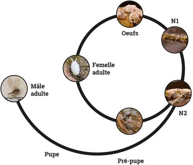 Les différents stades de développement de la cochenille farineuse. [acdc-landwirtschaft.ch]