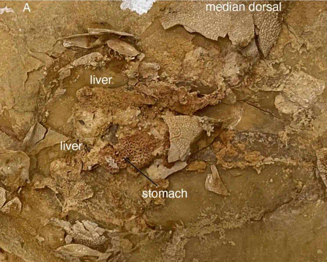 Paroi gastrique et hépatique d'un poisson placoderme, ainsi que la médiane dorsale. [Science - Trinajstic et al. 2022]