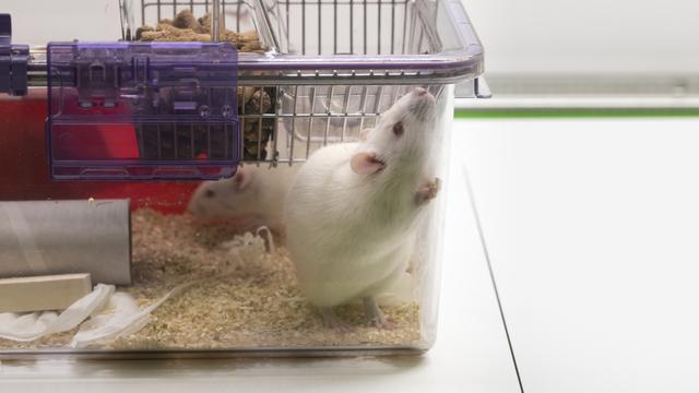 Un rat dans un laboratoire en Suisse. [Keystone - Gaetan Bally]