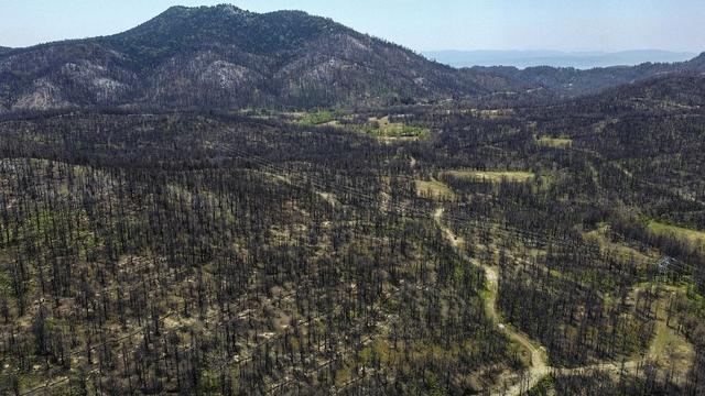 Une vue aérienne des zones brûlées à Limmi, dans le nord d'Eubée, près d'un an après les incendies dévastateurs de l'île. Des tapis d'herbe verte sont réapparus sur les montagnes noircies, sous les carcasses des arbres brûlés. [AFP - Louisa Gouliamaki]