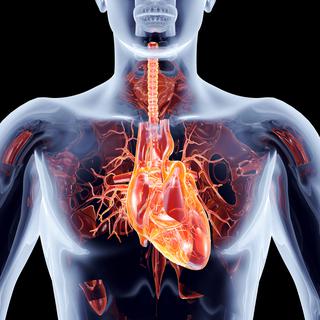 Le cœur humain est un organe complexe.
Spectral
depositphotos [Spectral]