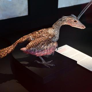 Archéoptéryx, reconstitution du Musée d’histoire naturelle de Bâle. [RTS - Thierry Basset]