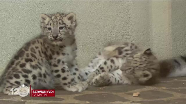 Le zoo de Servion (VD) célèbre la naissance de deux panthères des neiges, une espèce en voie de disparition