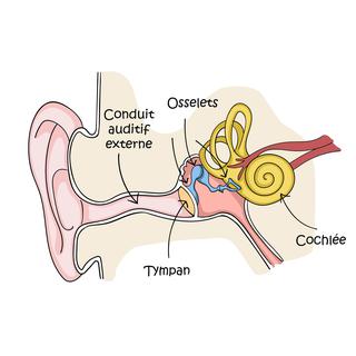 Schéma de l'oreille humaine. [Depositphotos - LaraFields]