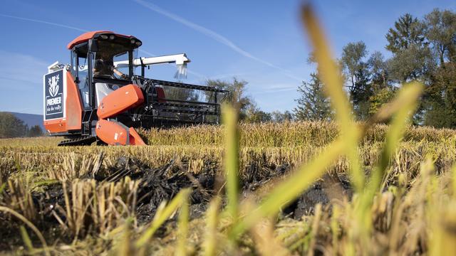 Récolte de riz, le mardi 19 octobre 2021, à Vully (FR) [Keystone - Peter Klaunzer]