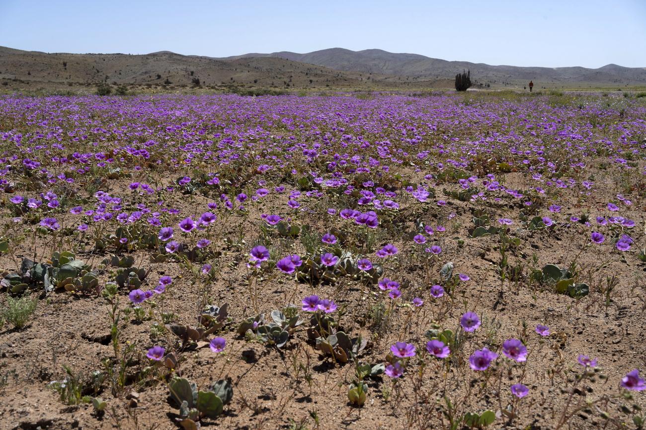 L'Atacama abrite un écosystème unique. [EPA/Keystone - Adriana Thomasa]