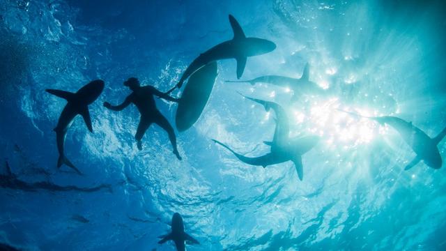 Un surfeur entouré de requins au large du Mexique. [AFP - Rodrigo Friscione]