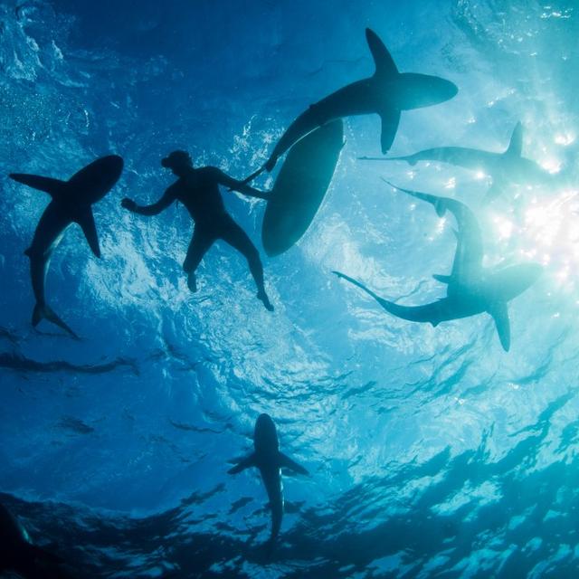 Un surfeur entouré de requins au large du Mexique. [AFP - Rodrigo Friscione]