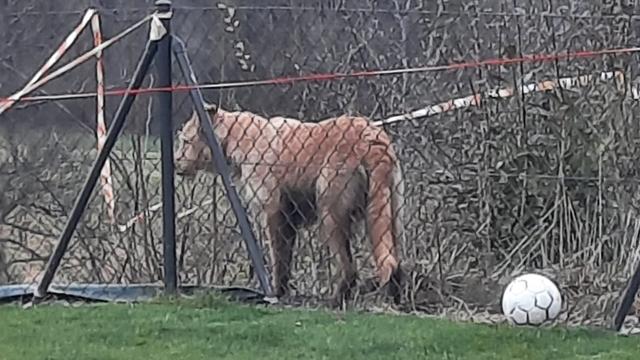 Une lionne aurait été aperçue dans un jardin à Epalinges (VD). [Police cantonale vaudoise]