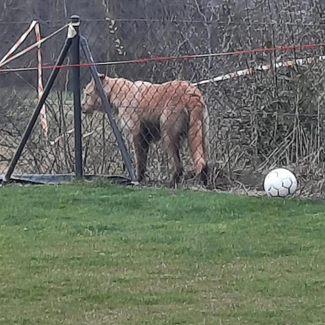 Une lionne aurait été aperçue dans un jardin à Epalinges (VD). [Police cantonale vaudoise]