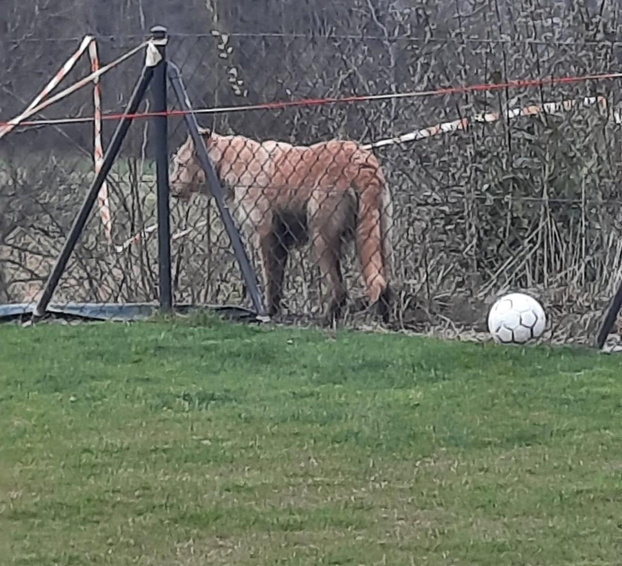 Une lionne aurait été aperçue dans un jardin à Epalinges (VD). [Police cantonale vaudoise]