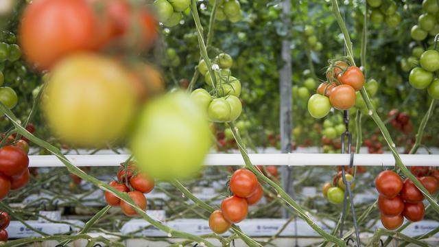 Un virus virulent pour la tomate fait son apparition sur Vaud. Image d'illustration. [Keystone - Jean-Christophe Bott]