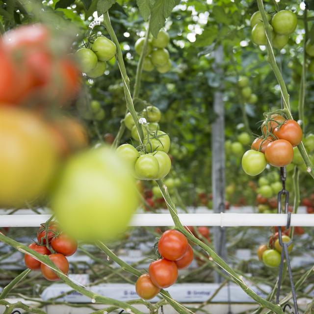 Un virus virulent pour la tomate fait son apparition sur Vaud. Image d'illustration. [Keystone - Jean-Christophe Bott]