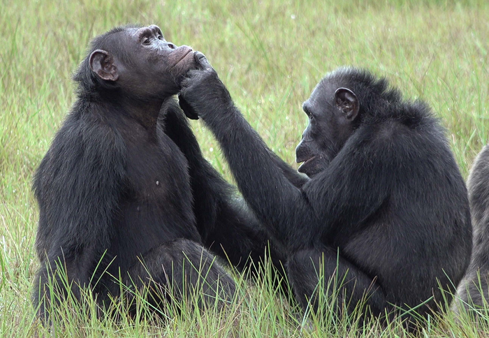 Roxy et Thea font partie d'une communauté d'environ 45 chimpanzés vivant dans le parc national de Loango, au Gabon. [Ozouga chimpanzee project - Tobias Deschner]