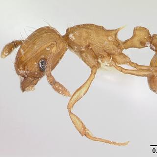 Une fourmi ouvrière Wasmannia auropunctata. [antwiki.org/CC-BY-SA-3.0 - Aprile Nobile/AntWeb.org]