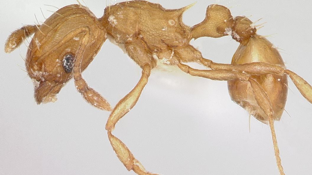 Une fourmi ouvrière Wasmannia auropunctata. [antwiki.org/CC-BY-SA-3.0 - Aprile Nobile/AntWeb.org]