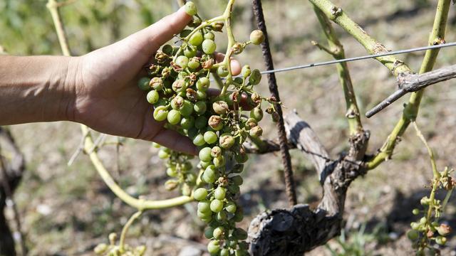 Grappe de raisin gravement endommagée à la suite d'un violent orage de grêle. [Keystone - Salvatore Di Nolfi]