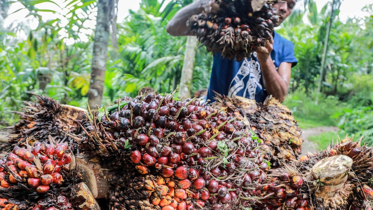 L'Indonésie stoppe ses exportations d'huile de palme. [Keystone - EPA/Dedi Sinuhaji]