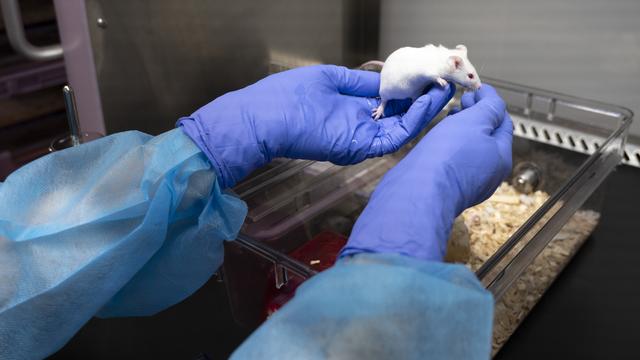 Une souris dans un laboratoire d'un centre de recherche sur le cancer à Lausanne. [Keystone - Leandre Duggan]