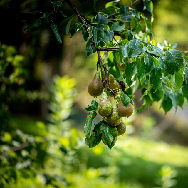 Vergers d'arbres fruitiers. [AFP - Julie Limont / Hans Lucas]