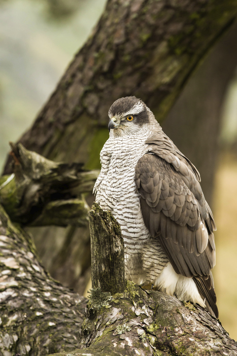 Un autour des palombes (Accipiter gentilis) perché sur un arbre mort, en Ecosse. [RSPB - Louise Greenhorn]