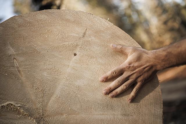 Théo Magnin inspecte sa coupe sur une grume d'épicéa d'une qualité qu'il juge idéale pour les propriétés acoustiques des instruments à cordes, près de la forêt du Risoux à Longchaumois, le 19 octobre 2022. [AFP - Valentin Flauraud]