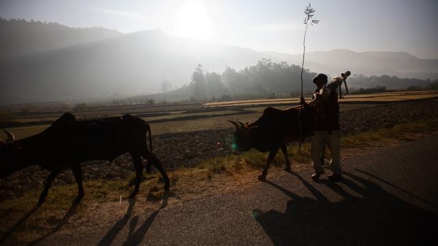 Tradition culturelle à l'origine, le vol de bétail tourne au conflit sanglant à Madagascar (image d'illustration). [Biosphoto/AFP - Damien Falco]