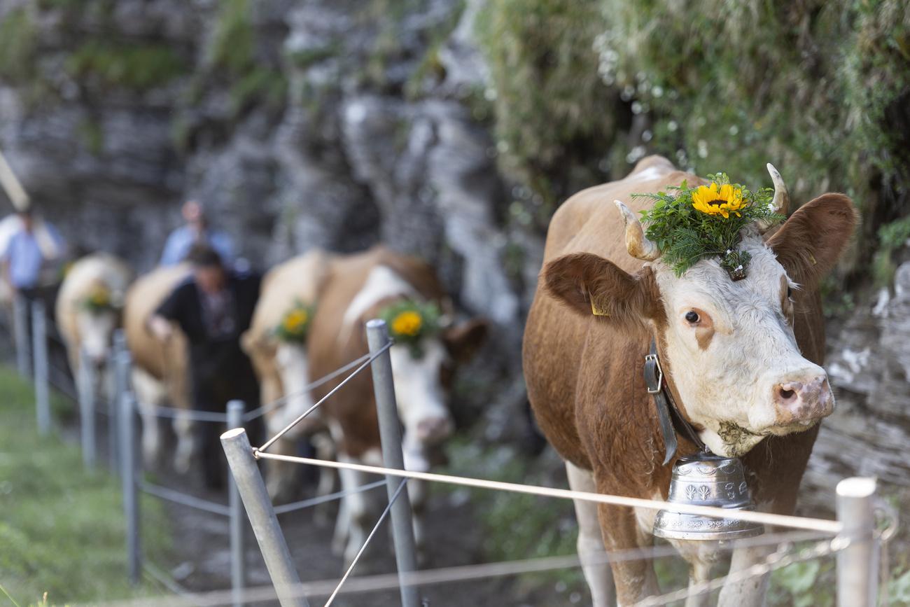 Des vaches montent à l'alpage près d'Adelboden, en juin 2021. [Keystone - Alessandro della Valle]